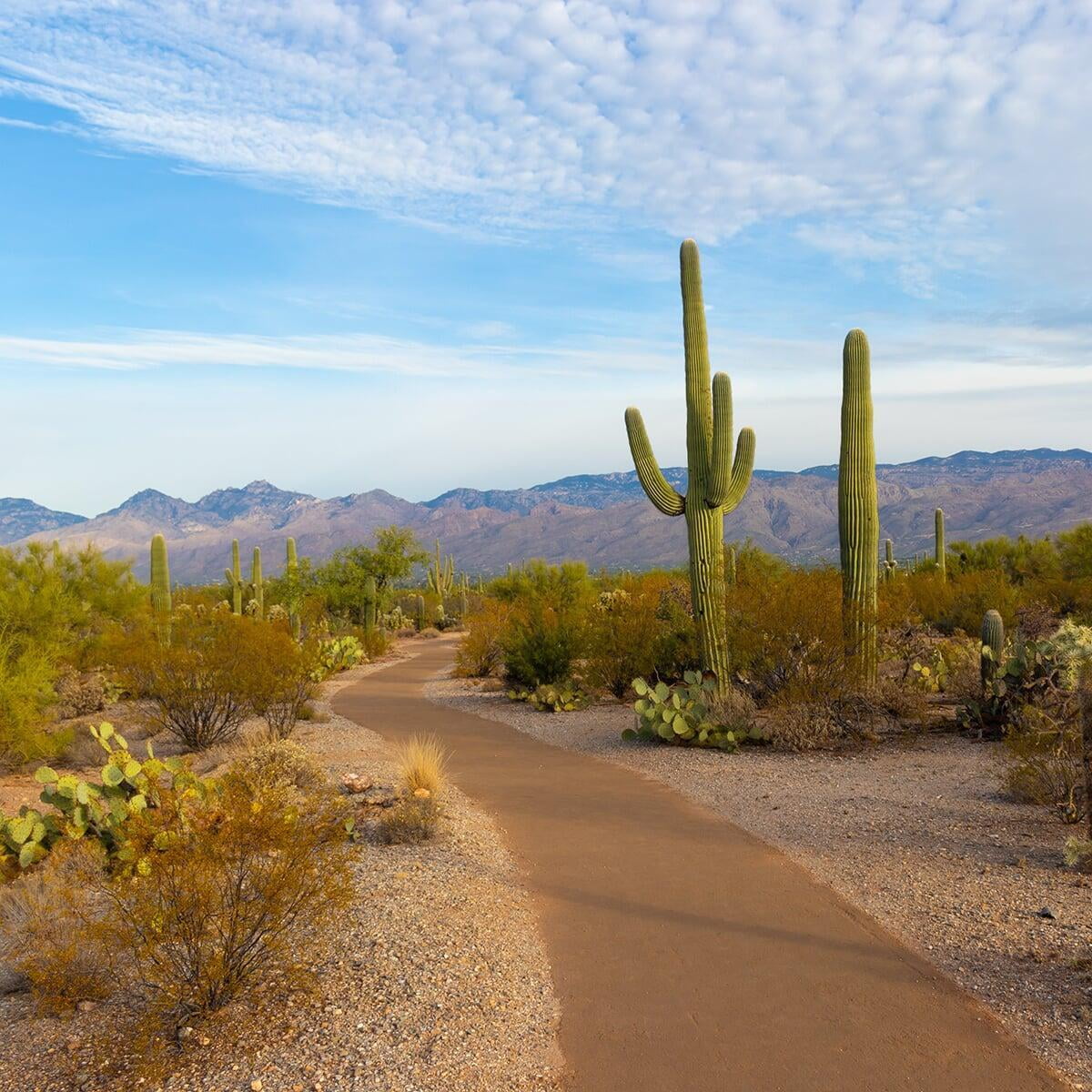 Embracing the Essence of the Desert: The Beauty of Native Ingredients